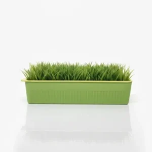 Cat grass planted box