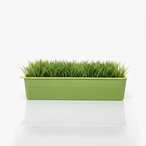 Cat grass planted box